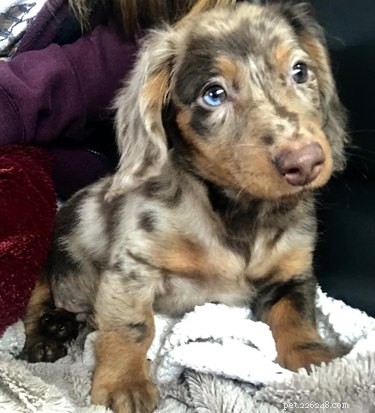 Top Heartwarming Moments from the #FirstPicChallenge: Pets’ First Photos