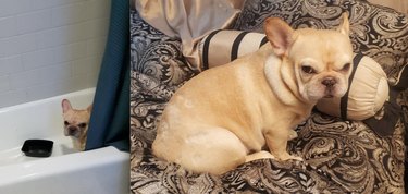 Top Dog Bathtime Moments: A Heartwarming Look at #BathtimeChallenge