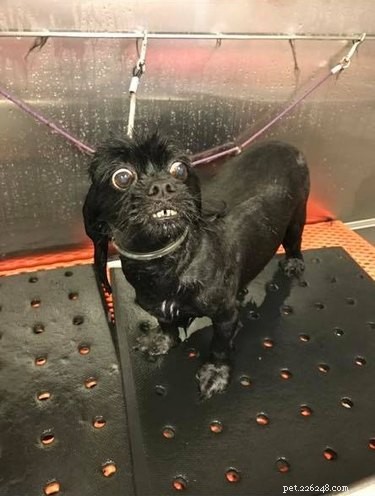Top Dog Bathtime Moments: A Heartwarming Look at #BathtimeChallenge