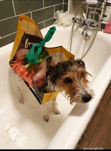 Top Dog Bathtime Moments: A Heartwarming Look at #BathtimeChallenge