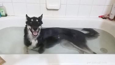 Top Dog Bathtime Moments: A Heartwarming Look at #BathtimeChallenge