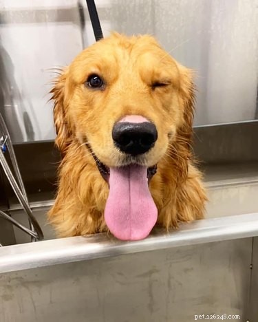 Top Dog Bathtime Moments: A Heartwarming Look at #BathtimeChallenge