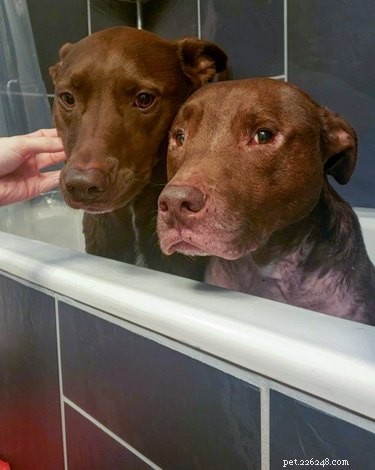 Top Dog Bathtime Moments: A Heartwarming Look at #BathtimeChallenge