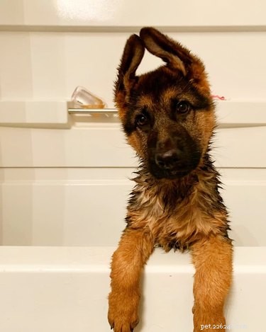 Top Dog Bathtime Moments: A Heartwarming Look at #BathtimeChallenge