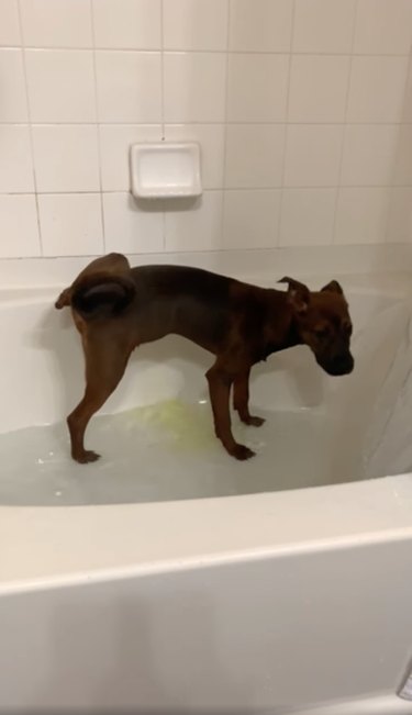 Top Dog Bathtime Moments: A Heartwarming Look at #BathtimeChallenge