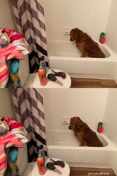 Top Dog Bathtime Moments: A Heartwarming Look at #BathtimeChallenge
