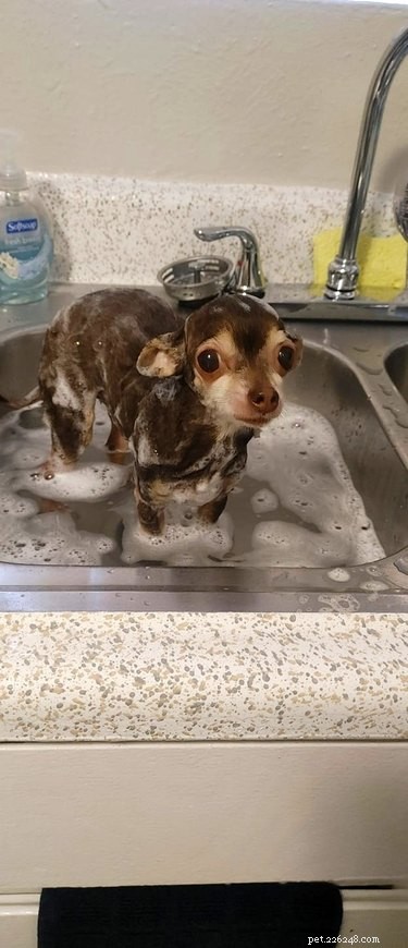 Top Dog Bathtime Moments: A Heartwarming Look at #BathtimeChallenge