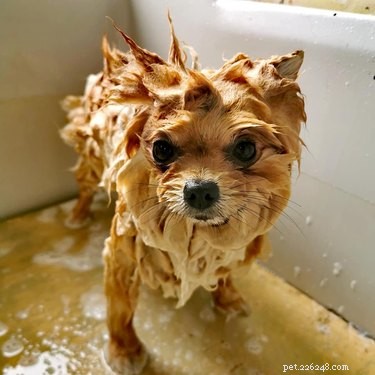 Top Dog Bathtime Moments: A Heartwarming Look at #BathtimeChallenge