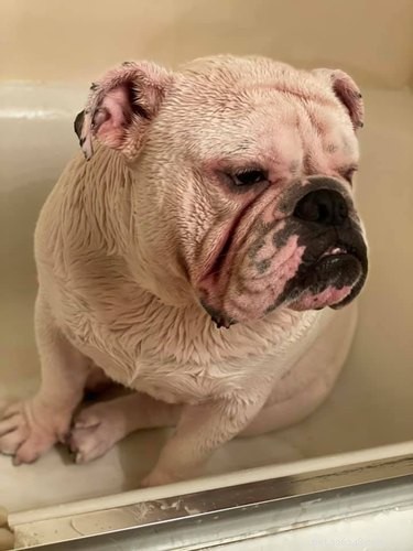 Top Dog Bathtime Moments: A Heartwarming Look at #BathtimeChallenge