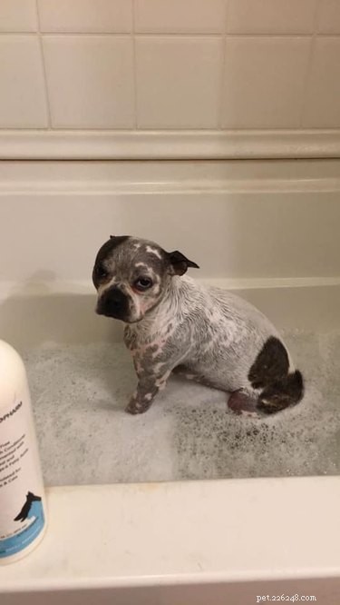 Top Dog Bathtime Moments: A Heartwarming Look at #BathtimeChallenge