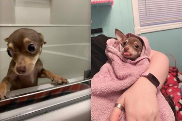 Top Dog Bathtime Moments: A Heartwarming Look at #BathtimeChallenge