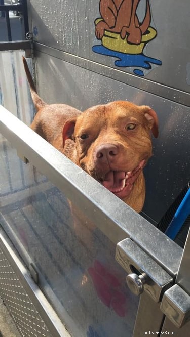 Top Dog Bathtime Moments: A Heartwarming Look at #BathtimeChallenge