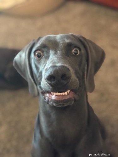 16 Hilarious Dog & Cat Moments That Will Make You Smile