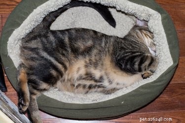 16 Hilarious Dog & Cat Moments That Will Make You Smile