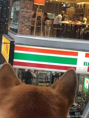 16 Hilarious Dog & Cat Moments That Will Make You Smile