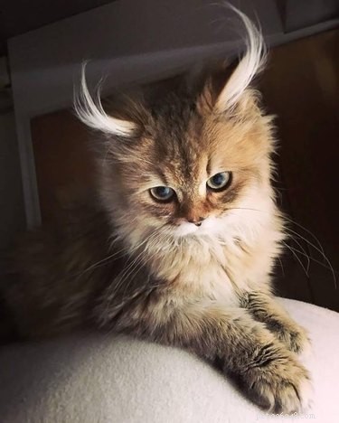 16 Hilarious Dog & Cat Moments That Will Make You Smile