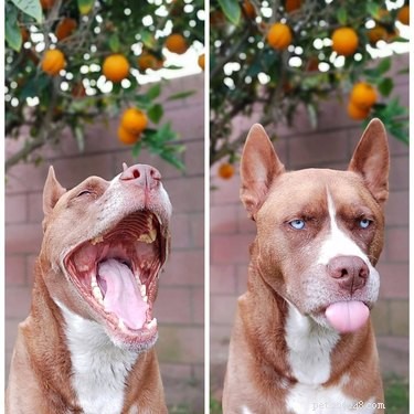 16 Hilarious Dog & Cat Moments That Will Make You Smile