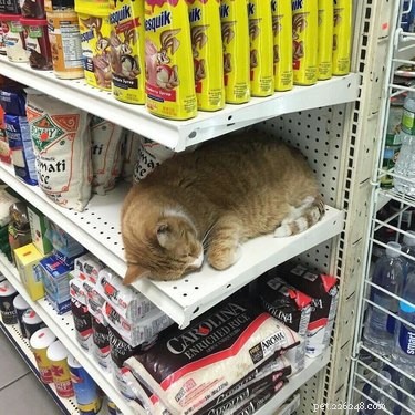 16 Hilarious Dog & Cat Moments That Will Make You Smile