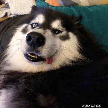16 Hilarious Dog & Cat Moments That Will Make You Smile