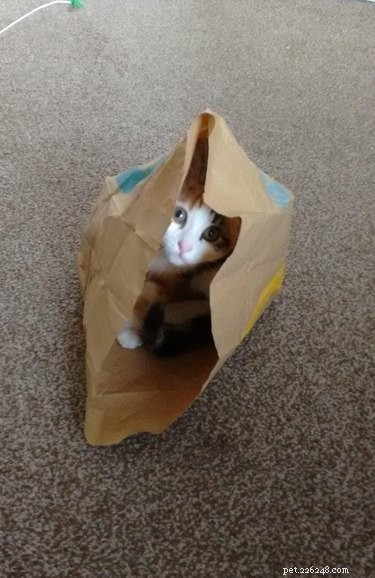 16 Hilarious Dog & Cat Moments That Will Make You Smile