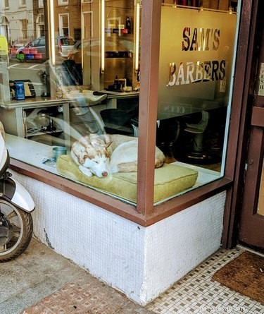 16 Hilarious Dog & Cat Moments That Will Make You Smile