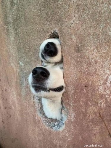 16 Hilarious Dog & Cat Moments That Will Make You Smile