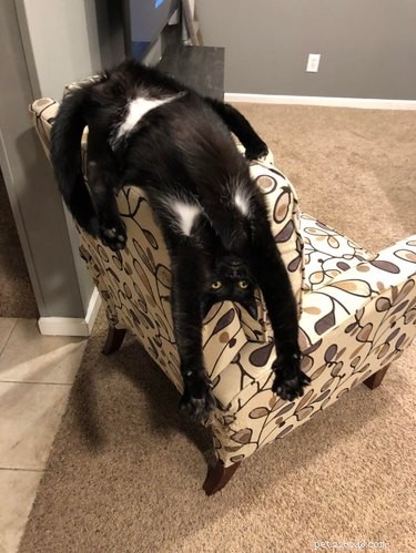 16 Hilarious Dog & Cat Moments That Will Make You Smile