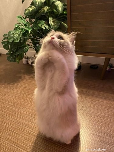 16 Hilarious Dog & Cat Moments That Will Make You Smile