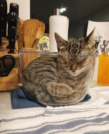 16 Hilarious Dog & Cat Moments That Will Make You Smile
