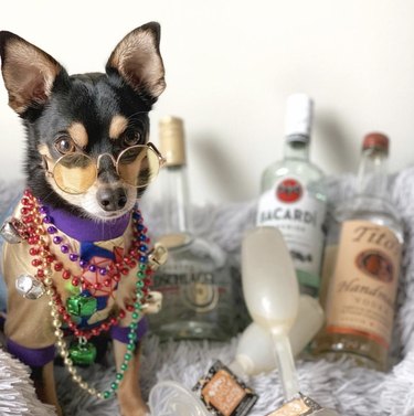 Meet 18 Dogs Ready to Serve Your Favorite Drinks