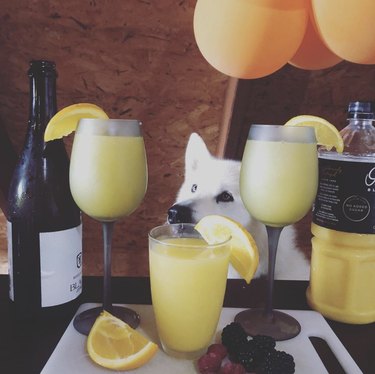 Meet 18 Dogs Ready to Serve Your Favorite Drinks