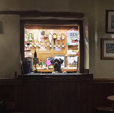 Meet 18 Dogs Ready to Serve Your Favorite Drinks