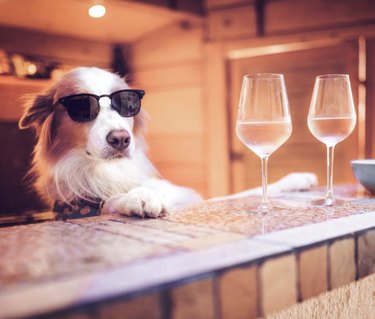 Meet 18 Dogs Ready to Serve Your Favorite Drinks