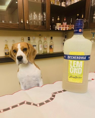 Meet 18 Dogs Ready to Serve Your Favorite Drinks