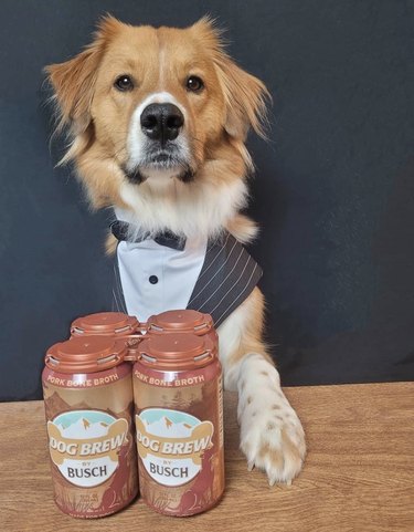 Meet 18 Dogs Ready to Serve Your Favorite Drinks