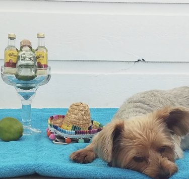 Meet 18 Dogs Ready to Serve Your Favorite Drinks