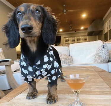 Meet 18 Dogs Ready to Serve Your Favorite Drinks