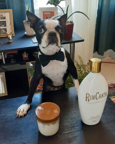 Meet 18 Dogs Ready to Serve Your Favorite Drinks