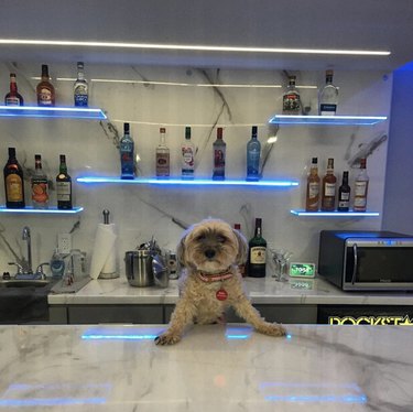 Meet 18 Dogs Ready to Serve Your Favorite Drinks