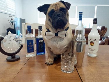 Meet 18 Dogs Ready to Serve Your Favorite Drinks