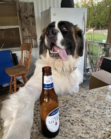 Meet 18 Dogs Ready to Serve Your Favorite Drinks