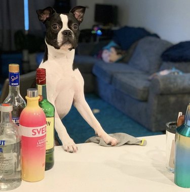 Meet 18 Dogs Ready to Serve Your Favorite Drinks