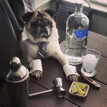Meet 18 Dogs Ready to Serve Your Favorite Drinks