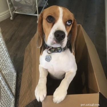 22 Adorable Dogs Who Love Cardboard Boxes