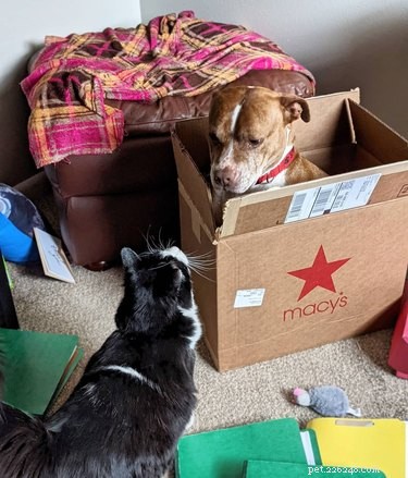 22 Adorable Dogs Who Love Cardboard Boxes