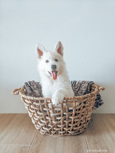22 Adorable Dogs Who Love Cardboard Boxes