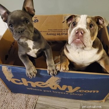 22 Adorable Dogs Who Love Cardboard Boxes