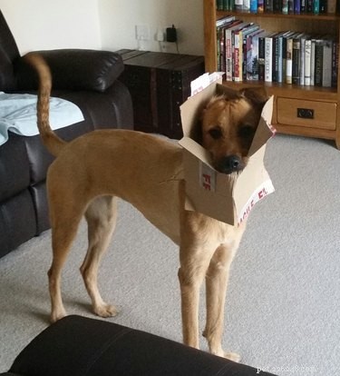 22 Adorable Dogs Who Love Cardboard Boxes