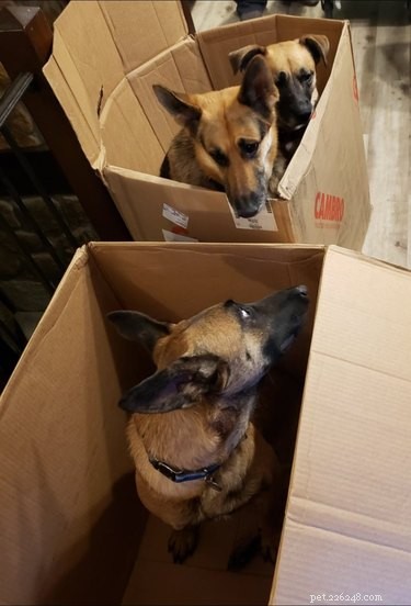 22 Adorable Dogs Who Love Cardboard Boxes