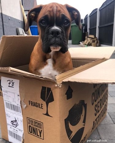 22 Adorable Dogs Who Love Cardboard Boxes